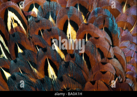 Phasianus colchicus. Piume fagiano pattern Foto Stock