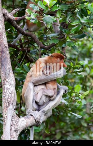 Un elemento a proboscide Madre scimmia tenendo il suo bambino in una struttura ad albero di mangrovie nel selvaggio , Sabah Nord Borneo Malaysia Foto Stock