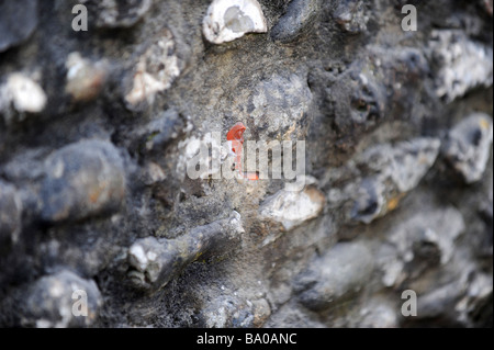 Una serie di denti finti che hanno fatto parte di questa storica pietra focaia parete in Steyning dal 1954 Foto Stock