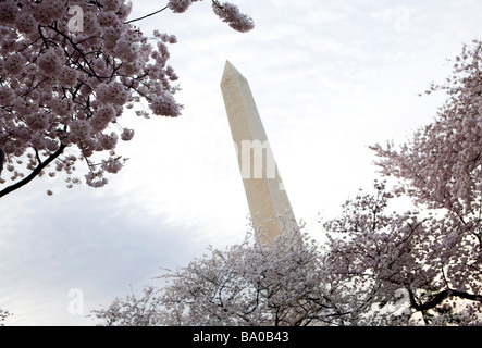 31 marzo 2009 Washington D C I Fiori di Ciliegio lungo il bacino di marea appena fuori del centro commerciale nazionale Foto Stock