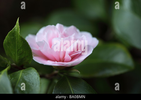 Primo piano di una bella singola camelia rosa su uno sfondo sfocato fiorire nel giardino primaverile del Regno Unito Foto Stock