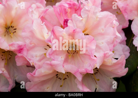 Rhododendron Robert Keir in primavera Foto Stock