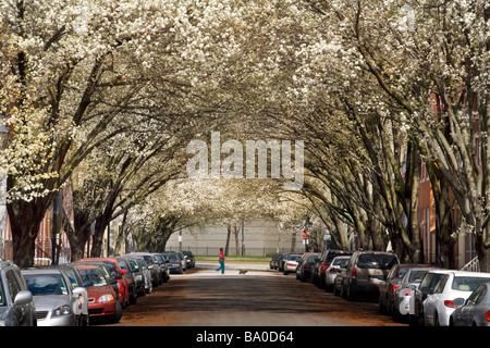 Donna che cammina cane strada residenziale in primavera con Bradford peri blooming downtown Baltimore, Maryland Foto Stock