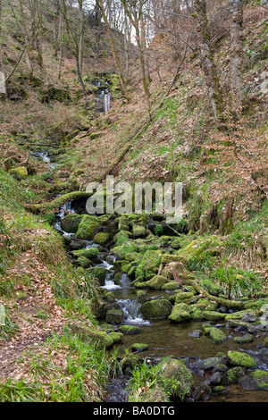 Stream tumbling attraverso un burrone nello Yorkshire Foto Stock