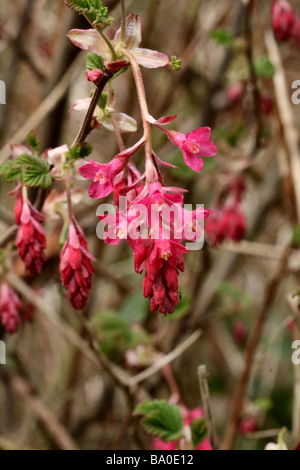 Fiore rosso Ribes fiorisce in close up o macro che mostra i dettagli di fiori e di struttura. Foto Stock