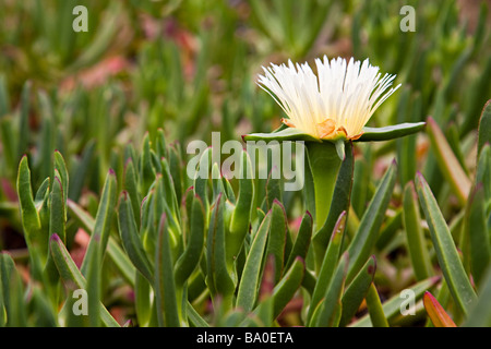 Hottentot fig Carpobrotus edulis in fiore Gran Canaria Spagna Foto Stock