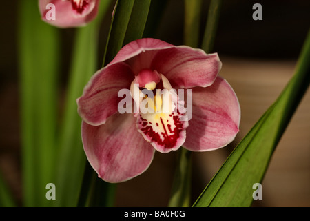 Cymbidium o barca fioritura di orchidee in macro dettaglio mostrante la struttura di fiori Foto Stock