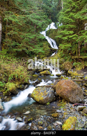 La foresta pluviale Quinalt Waterfall - Parco nazionale di Olympic, Washington Foto Stock