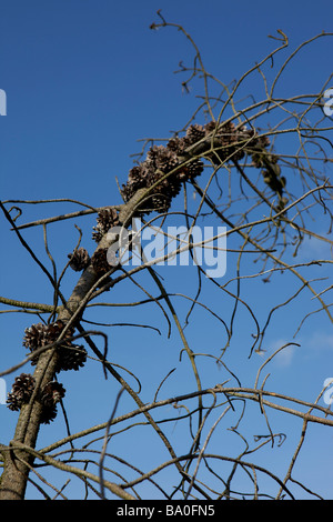 Close up di pigne su albero morto Foto Stock