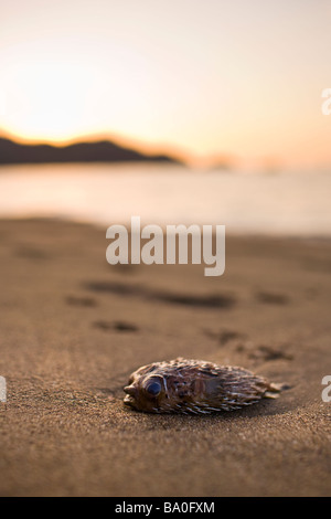 Coundou spinoso Puffer fish (Diodon holacanthus) spiaggiata sulla spiaggia di Playa del coco, Costa Rica. Foto Stock