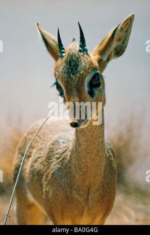 Animali natura fauna selvatica naturale Madoqua kirkii, Kirk's dik-dik. Depositi maschio profumo feromoni, Kenya, Africa orientale Oriente Afr Foto Stock