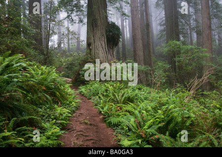 Percorso attraverso i giganteschi alberi di sequoia avvolta nella nebbia Parco Nazionale di Redwood in California USA Foto Stock