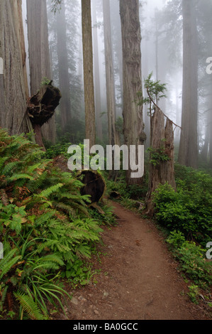 Percorso attraverso i giganteschi alberi di sequoia avvolta nella nebbia Parco Nazionale di Redwood in California USA Foto Stock