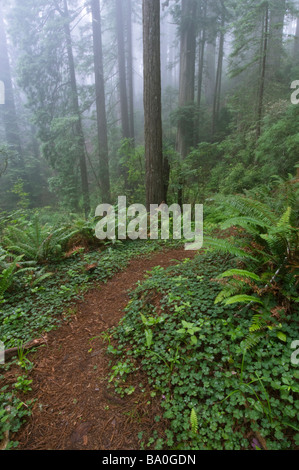 Percorso attraverso i giganteschi alberi di sequoia avvolta nella nebbia Parco Nazionale di Redwood in California USA Foto Stock