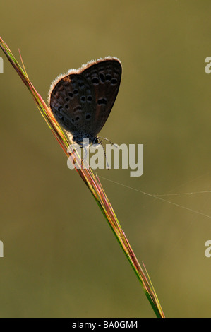 Farfalla retroilluminato Foto Stock