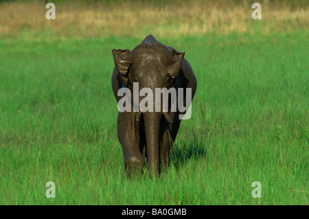 Elephant coperto di fango Foto Stock