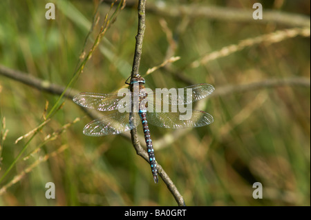 Migrant Hawker dragonfly crogiolarsi al sole Foto Stock