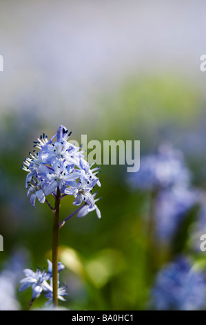 Scilla bithynica. Stella fiore di Giacinto nella campagna inglese. Legno Evenley giardini, Evenley, Northamptonshire, Inghilterra Foto Stock