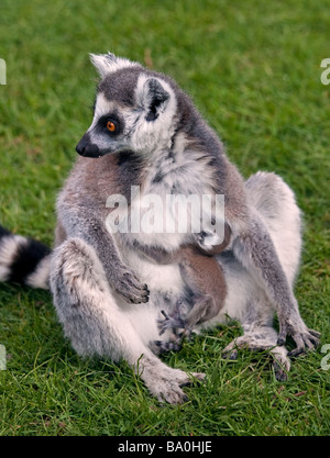 Anello di madre Tailed Lemur (Lemur catta) e i giovani Foto Stock