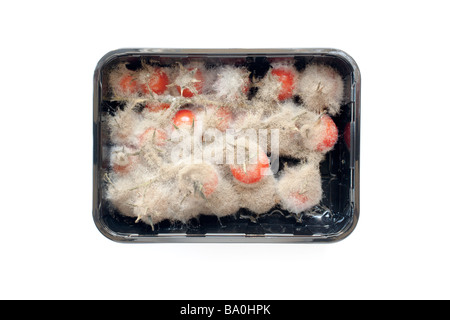 Sulla vite pomodorini in un vassoio di plastica con circa 7 settimane la crescita fungina contro uno sfondo bianco Foto Stock
