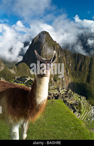 Il Perù MACHU PICCHU Llama in posa di fronte al Machu Picchu con Huayna Picchu in background Foto Stock