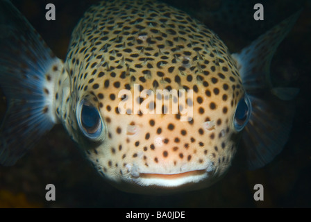 Porcupinefish catturata a immersione notturna Foto Stock