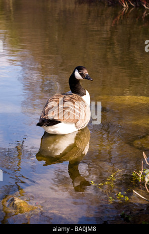 Canada Goose, Branta Canadensis, in acqua Foto Stock