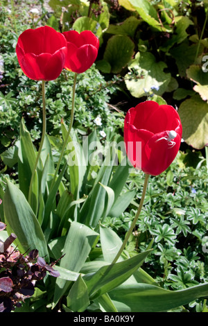 Bianco ragno granchio (misumena vatiaon) su tulipani rossi in un giardino inglese Foto Stock