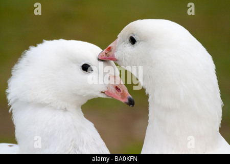 Coppia di Ross di oche Foto Stock