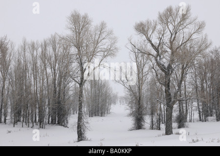 Stand di pioppi neri americani orientale gli alberi in una tempesta di neve sul lordo ventre road Bridger Teton National Forest wyoming Foto Stock