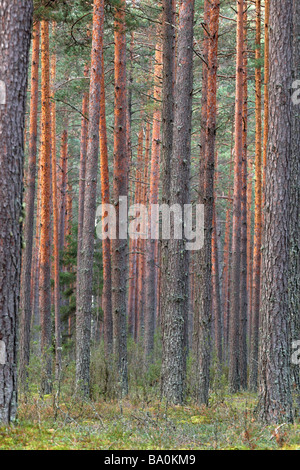 Pineforest nel sud dell'Estonia Foto Stock