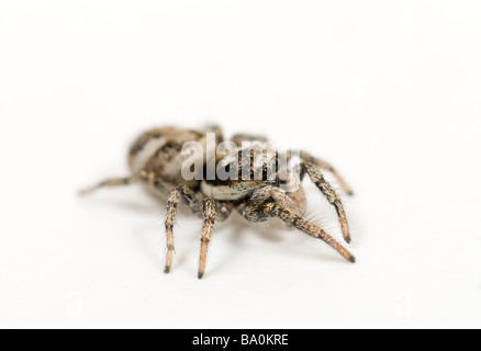 Zebra jumping spider Salticus scenicus Foto Stock