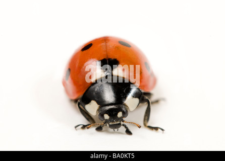 Sette-spot Coccinella Coccinella septempunctata o Coccinella 7-punctata Foto Stock