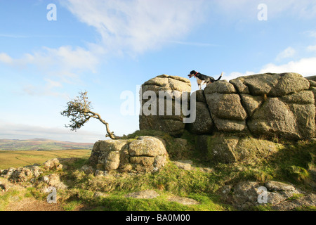 Un Cross Border Collie in appoggio su un Dartmoor tor, Devon, Gran Bretagna Foto Stock