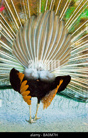 Pavone maschio, Pavo cristatus, vista posteriore del piumaggio di visualizzazione Foto Stock