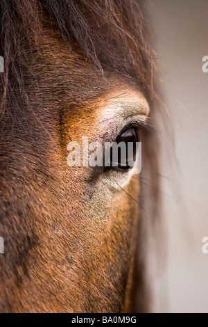 Vista artistica di un close up ritratto del volto di un pony Exmoor Foto Stock