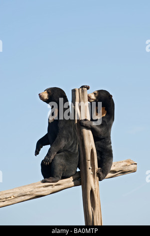 Sun: la malese bear (Helarctos malayanus) Captive UK. Liberato dal commercio di specie selvatiche in Cambogia da ONG Australiano, libera gli orsi. Foto Stock