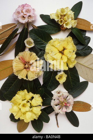 Esemplari di rododendro dal Windsor Great Park 24 Aprile Foto Stock