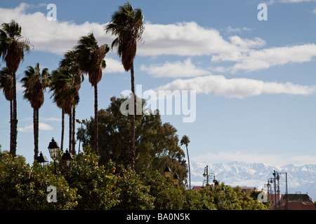 Alberi di Palma con una vista delle montagne Atlas in background come si vede da Avenue Mohammed V di Marrakech Foto Stock