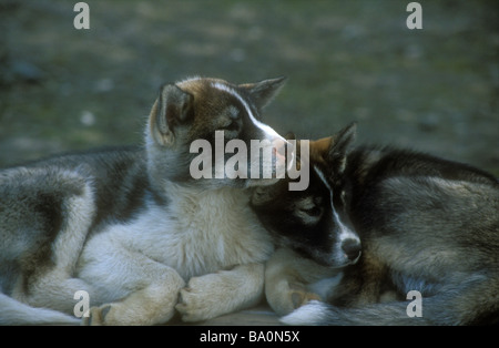 Due cani esquimesi Canis domesticus riposo e al sonno sulle Svalbard Norvegia Foto Stock