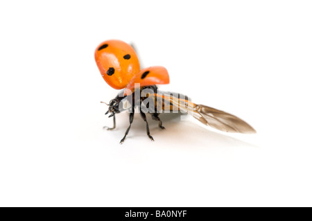 Sette spot o coccinella coccinella Coccinella 7 punctata Foto Stock