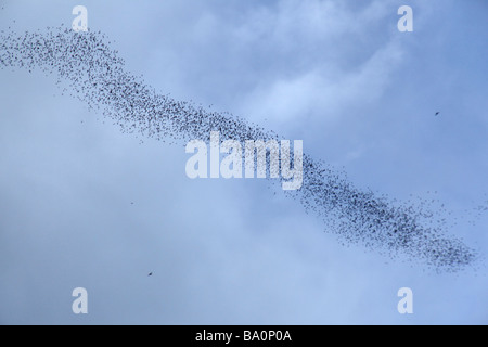 Migliaia di pipistrelli volare fuori della grotta di cervi, probabilmente la più grande grotta passaggio nel mondo, in Mulu, Borneo Malaysia Foto Stock