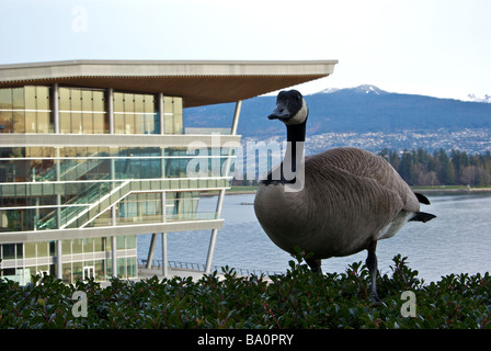 Canada Goose custodendo il nido in piantatrice nuovo Vancouver Trade Convention Center Olimpiadi Invernali 2010 di Media Broadcast sede Foto Stock