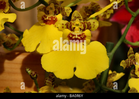 Un Dancing Lady Orchid, Oncidium, giallo fiore fiorisce in close up o macro che mostra i dettagli di fiori e di struttura Foto Stock