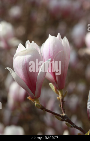 Primo piano di magnolia campbellii fioritura in un giardino di primavera nel Regno Unito Foto Stock