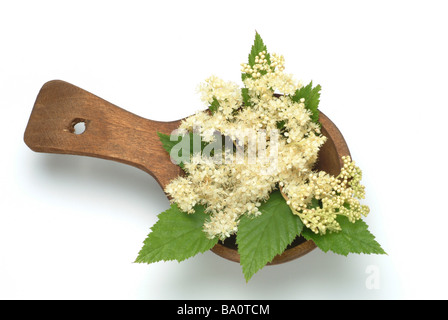 Piante medicinali Spierstaude Mädesüß Geissbart Filipendula Prato dolce Bridewort Filipendula ulmaria Foto Stock