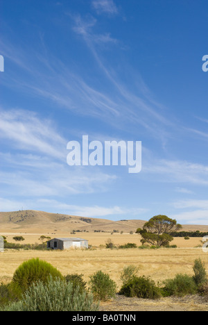 Secchi tipici South Australian Outback con un ferro corrugato capannone Foto Stock