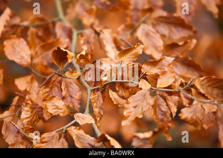 Foglie d'oro su un ramo in autunno Foto Stock