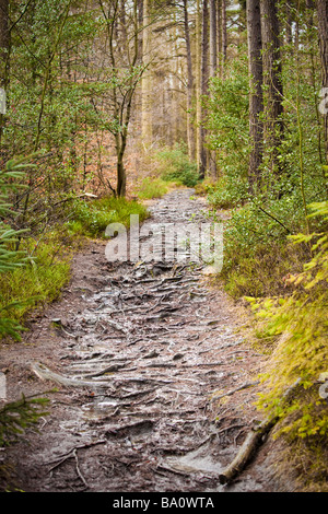 Coniferous forest path, pathway trail through woodland, UK Foto Stock