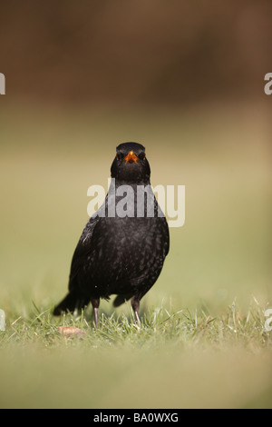 Merlo Turdus merula maschio su erba molla di Scozia Foto Stock